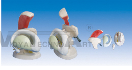 The model of thalamic nuclei branch, endocyst and striated